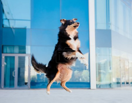 Photo for Jumping Sheltie dog. Energetic Dog Leaping in Front of Blue Glass Building - Royalty Free Image