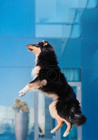 Photo for Jumping Sheltie dog. Energetic Dog Leaping in Front of Blue Glass Building - Royalty Free Image