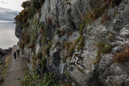 Nordirlands ozeanische Klippen in fesselnden Details. Nahaufnahme von Stein und Moos, natürliche Details