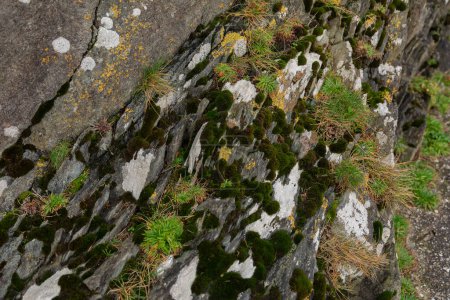 Northern Ireland's Oceanic Cliffs in Captivating Detail. Close up stone and moss, natural details