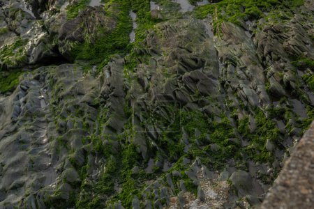 Los acantilados oceánicos de Irlanda del Norte en cautivador detalle. Cerca de piedra y musgo, detalles naturales