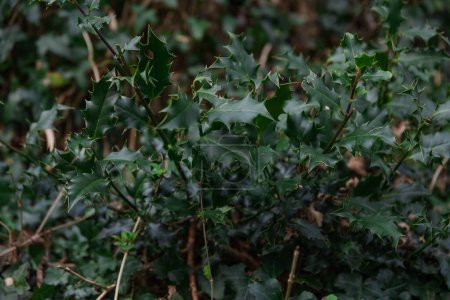 Ilex aquifolium or Christmas holly. Green holly foliage