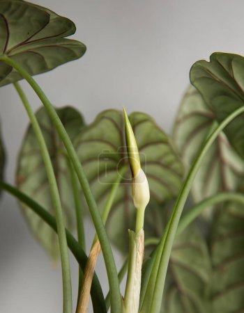 Tropical 'Alocasia Baginda Dragon Scale' houseplant in flower pot 