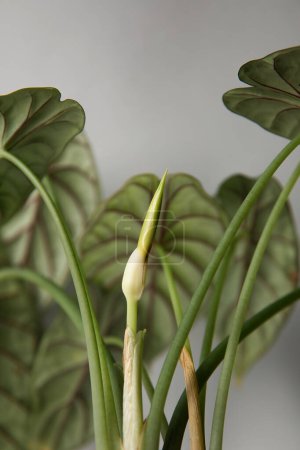 Tropical 'Alocasia Baginda Dragon Scale' plante d'intérieur en pot de fleurs 