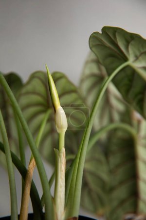 Tropical 'Alocasia Baginda Dragon Scale' plante d'intérieur en pot de fleurs 