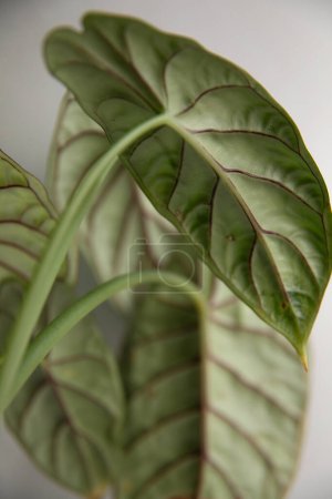Tropische Zimmerpflanze 'Alocasia Baginda Drachenschuppe' im Blumentopf 