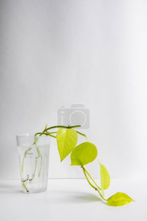 Golden potos in a glass with water on a white background. Seedling. Houseplants