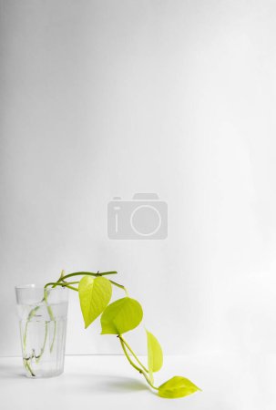 Potos dorados en un vaso con agua sobre fondo blanco. Plántulas. Plantas domésticas
