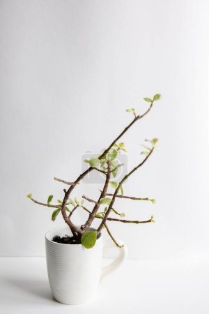 Sukkulente Portulacaria-Pflanze in einem Blumentopf auf weißem Hintergrund