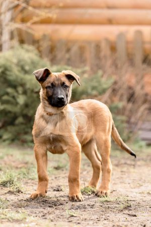 Photo for Belgian Shepherd Malinois puppy. Dog litter. Working dog kennel. Cute little puppies playing outdoor - Royalty Free Image