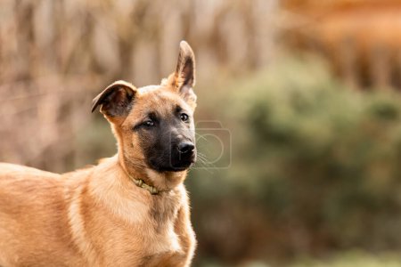 Photo for Belgian Shepherd Malinois puppy. Dog litter. Working dog kennel. Cute little puppies playing outdoor - Royalty Free Image