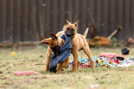 Photo for Belgian Shepherd Malinois puppies. Dog litter. Working dog kennel. Cute little puppies playing outdoor - Royalty Free Image