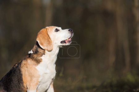 Beagle Dog Portrait auf dem Gras im Park