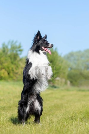 Mignon chien collie frontière noir et blanc faisant un debout sur les pattes arrière commande