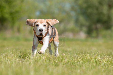 Beagle dog running on the grass in park
