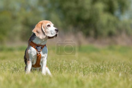 Beagle dog sitting on the grass in park