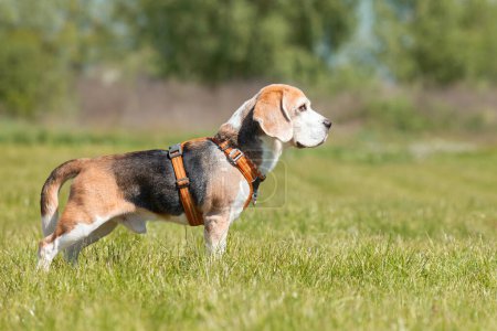 Beagle dog running on the grass in park