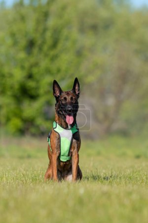 Belgischer Schäferhund Malinois im grünen Gras. Hund trägt das Geschirr