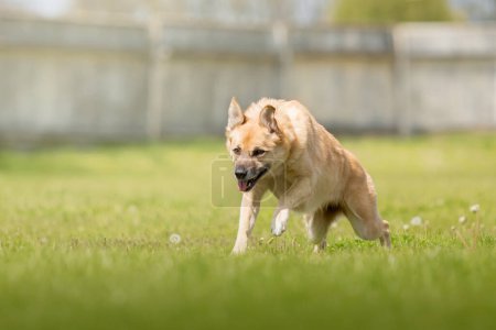 Feliz perro mestizo rojo corriendo sobre la hierba verde