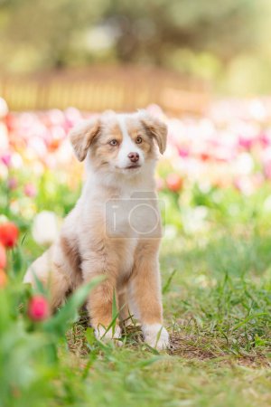 Téléchargez les photos : Le chiot berger américain miniature en tulipes. Chien dans un champ de fleurs. La floraison. Printemps - en image libre de droit