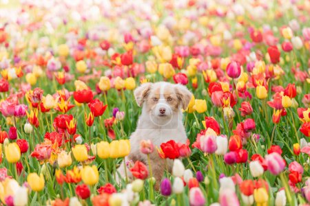 Téléchargez les photos : Le chiot berger américain miniature en tulipes. Chien dans un champ de fleurs. La floraison. Printemps - en image libre de droit
