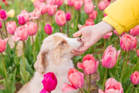 Téléchargez les photos : Le chiot Berger Américain Miniature renifle la main du propriétaire. Concept d'amour et de confiance entre propriétaire et chien. Champ tulipes - en image libre de droit