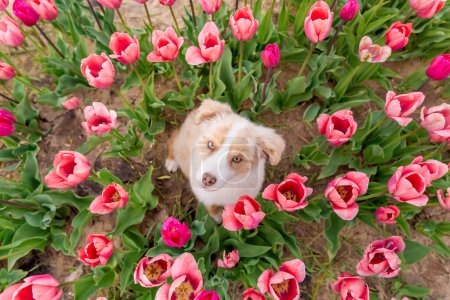 Téléchargez les photos : Le chiot Berger Américain Miniature assis et levant les yeux dans les tulipes. Chien dans un champ de fleurs. La floraison. Printemps - en image libre de droit