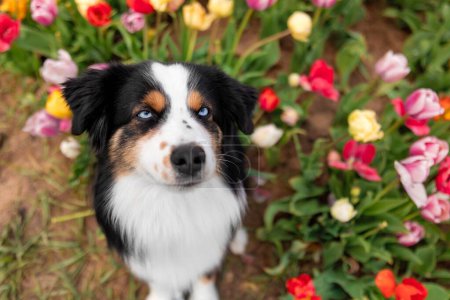 Téléchargez les photos : Le chien berger américain miniature assis et levant les yeux. Chien dans un champ de fleurs. La floraison. Le printemps. Chien yeux bleus - en image libre de droit