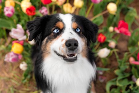 Téléchargez les photos : Le chien berger américain miniature assis et levant les yeux. Chien dans un champ de fleurs. La floraison. Le printemps. Chien yeux bleus - en image libre de droit