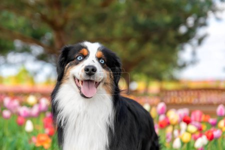 Téléchargez les photos : Le portrait miniature de chien berger américain en tulipes. Chien dans un champ de fleurs. La floraison. Printemps. - en image libre de droit