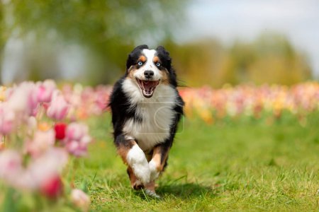 Téléchargez les photos : Le chien Berger Américain Miniature courant dans les tulipes. Chien dans un champ de fleurs. La floraison. Printemps. - en image libre de droit