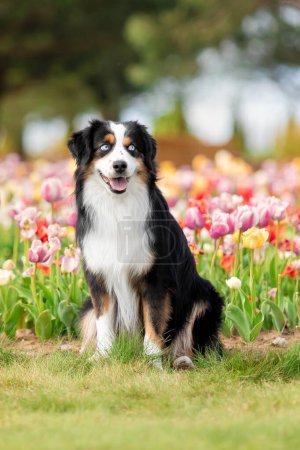 Téléchargez les photos : Le chien berger américain miniature assis dans des tulipes. Chien dans un champ de fleurs. La floraison. Le printemps. Chien yeux bleus - en image libre de droit