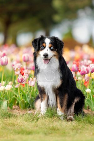 The Miniature American Shepherd dog sitting in tulips. Dog in flower field. Blooming. Spring. Blue eyes dog