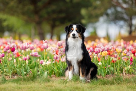 Téléchargez les photos : Le chien berger américain miniature assis dans des tulipes. Chien dans un champ de fleurs. La floraison. Le printemps. Chien yeux bleus - en image libre de droit
