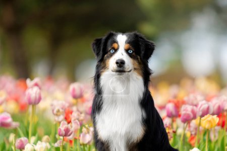 Téléchargez les photos : Le portrait miniature de chien berger américain en tulipes. Chien dans un champ de fleurs. La floraison. Printemps. - en image libre de droit