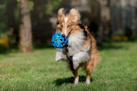 Shetland Sheepdog playing with blue ball. Sheltie running on the grass. Happy dog