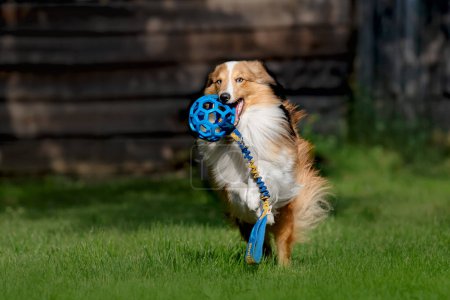 Shetland Sheepdog jugando con la pelota azul. Sheltie perro corriendo en la hierba verde. 