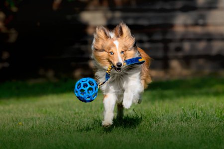 Shetland Sheepdog jugando con la pelota azul. Sheltie perro corriendo en la hierba verde. 