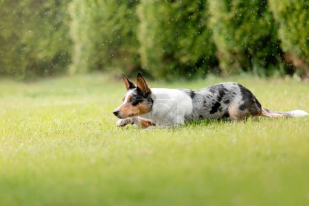 Border Collie Hund liegt auf dem Gras. Haustier im Freien