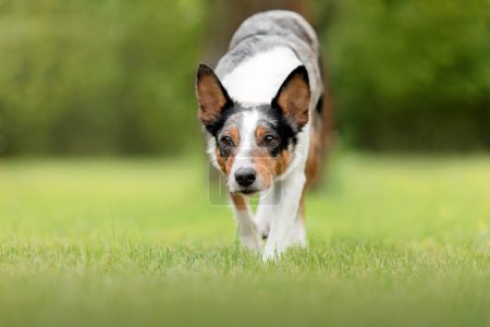 Border Collie dog herding. Close up herding dog. Dog on green grass