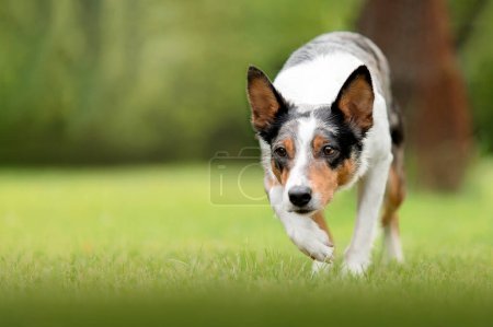 Border Collie dog herding. Close up herding dog. Dog on green grass