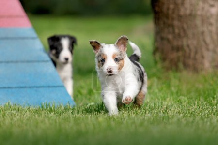 Border collie puppy playing near agility obstacle on the green grass at the backyard. Sport dog. Cute puppy