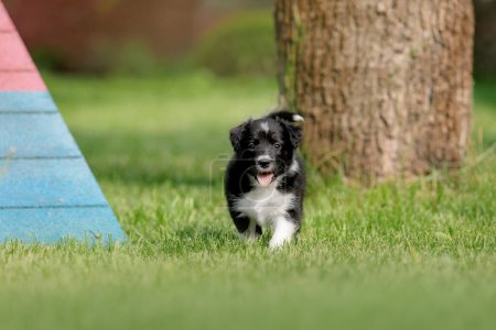 Entzückender Border Collie Welpe tobt im sattgrünen Gras und verkörpert den Geist der Hundekameradschaft.