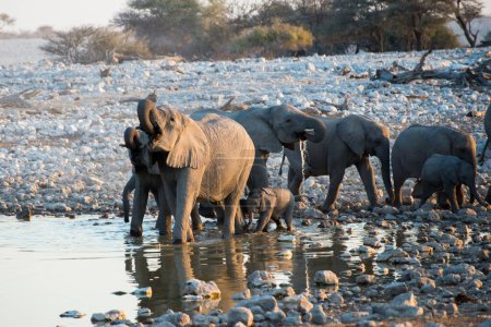Group of elephants including babies drinking water. Namibia