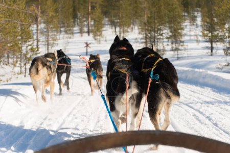 Picture of husky dogs while enjoying a sleigh dog ride. Lapland