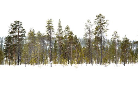 Photo for Beautiful winter landscape. Snowed forest in Lapland. Finland - Royalty Free Image