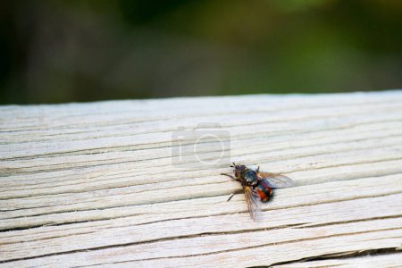 Photo for Common fly on a wooden board. Sunny day - Royalty Free Image