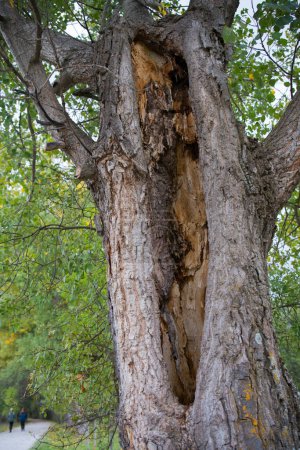 Photo for Tree trunk damaged after storm with lightning. Rascafria, Spain - Royalty Free Image