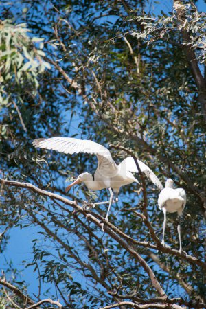 Deux jeunes cuillères communes sur un arbre, apprenant à voler. Espagne