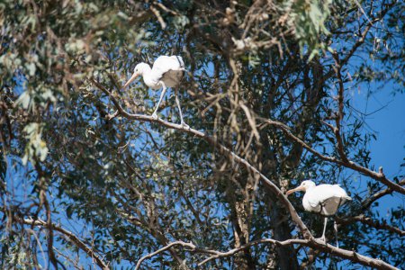 Two young common spoonbills on a tree, learning to fly. Spain